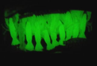 10 Pcs 2 Glow in Dark Trout Bass Muskie Soft Shrimp Lures Swimbaits