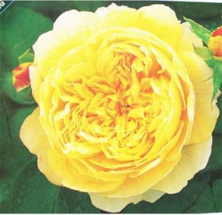 Charles Darwin Rich Yellow Rose 2 Gal. Live Plants Flowers Plant Best