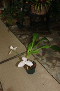 Lycaste Auburn Knowles Delight in bloom (balliae x Sunrise) Orchid