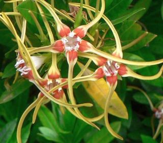 Strophanthus speciosus, Corkscrew Flower   Forest Poison Rope