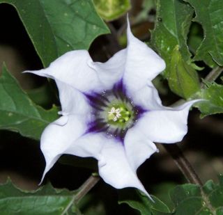 Datura Stramonium Var Tatula White Purple Moonflower 25 50 100 Seeds