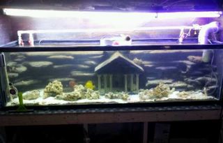 110gal Saltwater Custom Background Fish Tank Aquarium