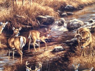 New Unknown Intruder Deer Buck Doe River Stream Rocks Wildlife Animal