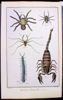 1751 Diderot Martinet Antique Print of Scorpion Spiders