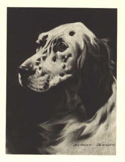 English Setter Vintage Dog Print 1946 Dennis