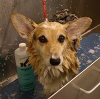 Dog Grooming Horizontal Tub 3 Loop Bathing Restraint