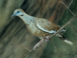 Original Oil Painting Whitewing Dove Frame Art Realism