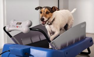 Dog Tread Treadmill for Small Dogs Pups Training Portable Digital
