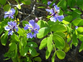  officinale LIGNUM VITAE, Electric Blue Flowers, Florida Native ~SEEDS