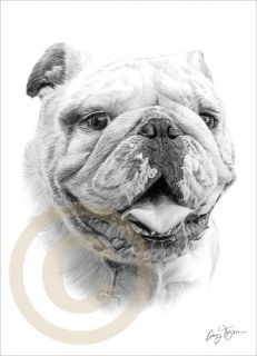 Dog English Bulldog Le Art Pencil Drawing Print A4 Signed by Artist