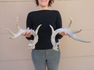 Whitetail Shed Antler sets off same deer Taxidermy Horns Antlers