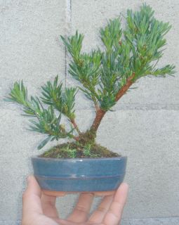 Podocarpus Bonsai Tree Mame Dwarf Shohin Buddhist Pine