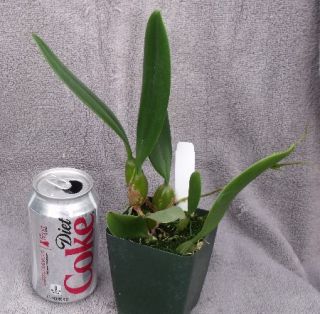 BULBOPHYLLUM DORIS DUKES ORCHID PLANT BLOOMING SIZE WITH BUDS
