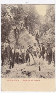 Arlington WA Lumberjacks Buffalo Fir Tree 1910 Postcard