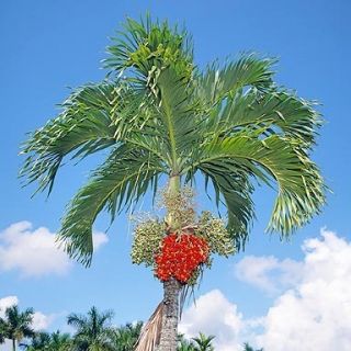  Palm Tree Adonidia Merrillii Tropical Dwarf Royal Palm