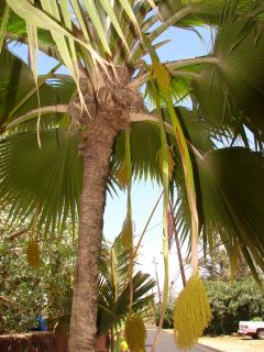 Dwarf Fiji Fan Palm Pritchardia Thurstonii Lau Palm