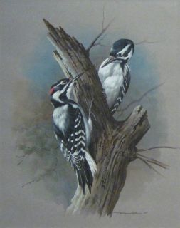 Basil Ede Signed Naturalistic Gouache Painting Downey Woodpeckers
