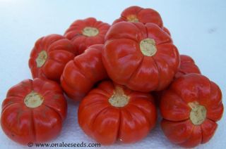 24 Wickedly Beautiful Ruffled Red Pumpkin Tree Seeds