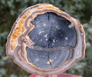 SIS Glorious Eden Valley Wyoming Petrified Wood Round