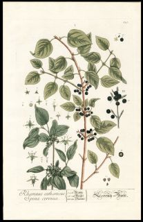 1757 Elizabeth Blackwell Hand Color Copper Plate Botanical Rhamnus