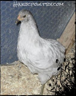 hinkjc s lavender araucana hatching eggs 12 eggs they are very docile