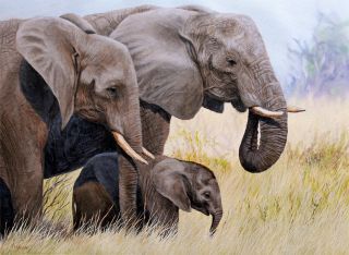 Elephant Africa Original Oil Painting Canvas Jason Morgan Wildlife Art