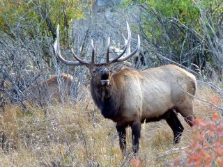 WYOMING ROCKY MOUNTAIN ELK 5 DAY GUIDED HUNT PACKAGE EXCLUSIVE PRIVATE