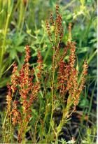 sheep sorrel rumex acetosella all parts of the sheep sorrel plant can