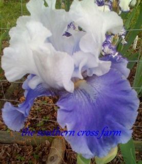Iris Tall Bearded Sierra Grande Medium Blue and White