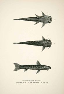 1891 Wood Engraving Humboldt Whymper Cyclopium Cyclopum Ichthyology