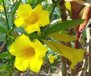 Allamanda Cathartica Yellow Allamanda Vine Shrub Plant
