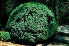 American Boxwood Big Evergreen Shrubs for A Fast Hedge