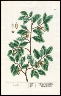 1757 Elizabeth Blackwell Hand Color Copper Plate Botanical Oak Tree