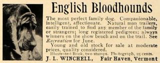  English Bloodhound Dog J L Winchell Fair Haven   ORIGINAL ADVERTISING
