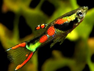 Endlers Livebearer 20 fry freshwater fish live aquarium plants cherry