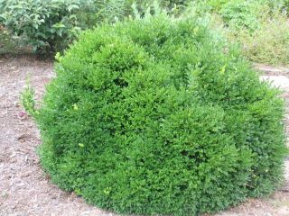  Boxwood Low Maintenance Evergreen Live Plants Pick Your Size