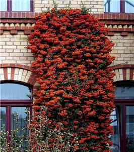   Firethorn  Beautiful Colour Evergreen Intruder proof hedging P9
