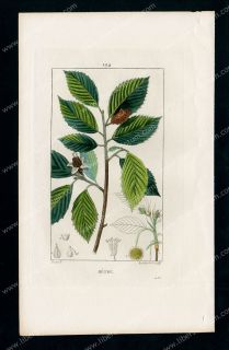 Botanique Arbre Hêtre Fayard Chaumeton Gravure 19E