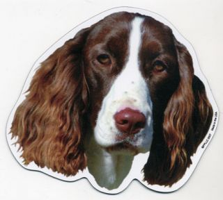 English Springer Spaniel Dog Head Car Magnet