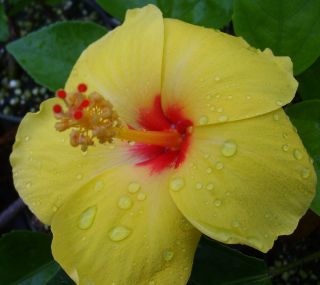 Tropical Hibiscus Live Plant Yellow Flower Pink Center