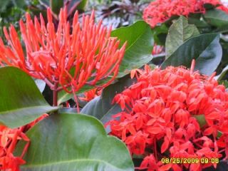 pk ixora super king red flower live plant tropical