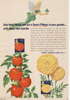 1965 Ferry Morse Seed Co Fairy Marigold Tomato Print Ad