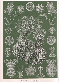 Haeckel Starfish 1st Edition 1900