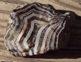  Fairburn Agate Beauty