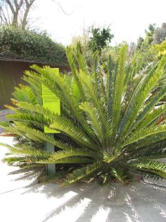  Cycad RARE Fast Growing Succulent Live Plant Low Water