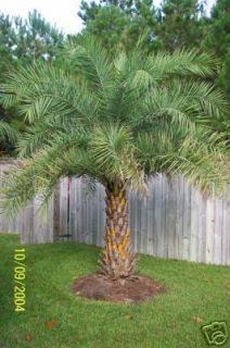 Silver Date Palm Fast Growing Phoenix Live Plant Tree