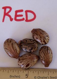 16 Red Castor Bean Seeds Tropical Look Fast Grower