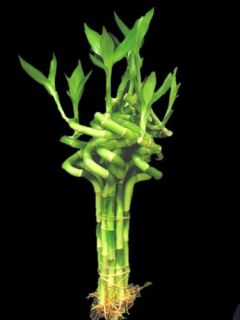  Bundle of 6Spiral Lucky Bamboo Plant for Feng Shui or Gifts