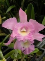 In Sheath Now Fragrant Cattleya Blc. Angel Lace Orchid Plant