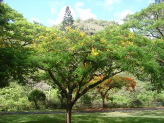 Yellow Poinciana Tree 10 Seed Delonix Regia Var Flavida